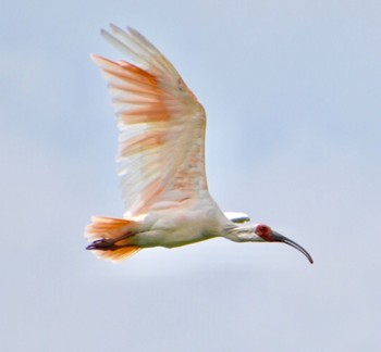 Crested Ibis 佐渡 Wed, 7/27/2022