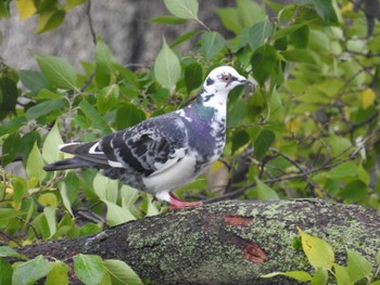 カワラバト 大阪城公園 2017年10月28日(土)