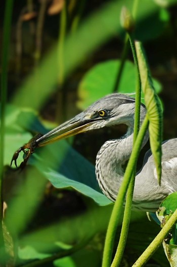 Grey Heron 小田原城址公園(小田原城) Mon, 6/27/2022