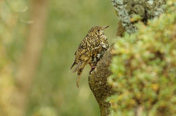 White's Thrush 東京都多摩地域 Unknown Date