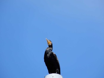 カワウ 妙正寺川 2022年7月27日(水)