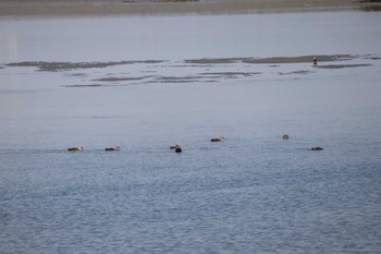 マガモ 藤前干潟 2022年7月26日(火)