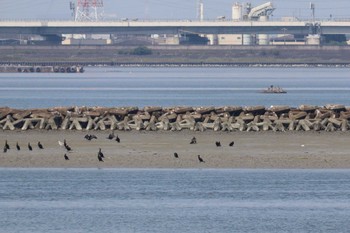 ミサゴ 藤前干潟 2022年7月26日(火)