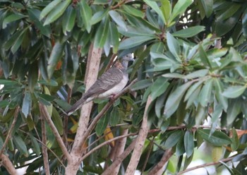 ベニカノコバト アイアンレンジ国立公園 撮影日未設定