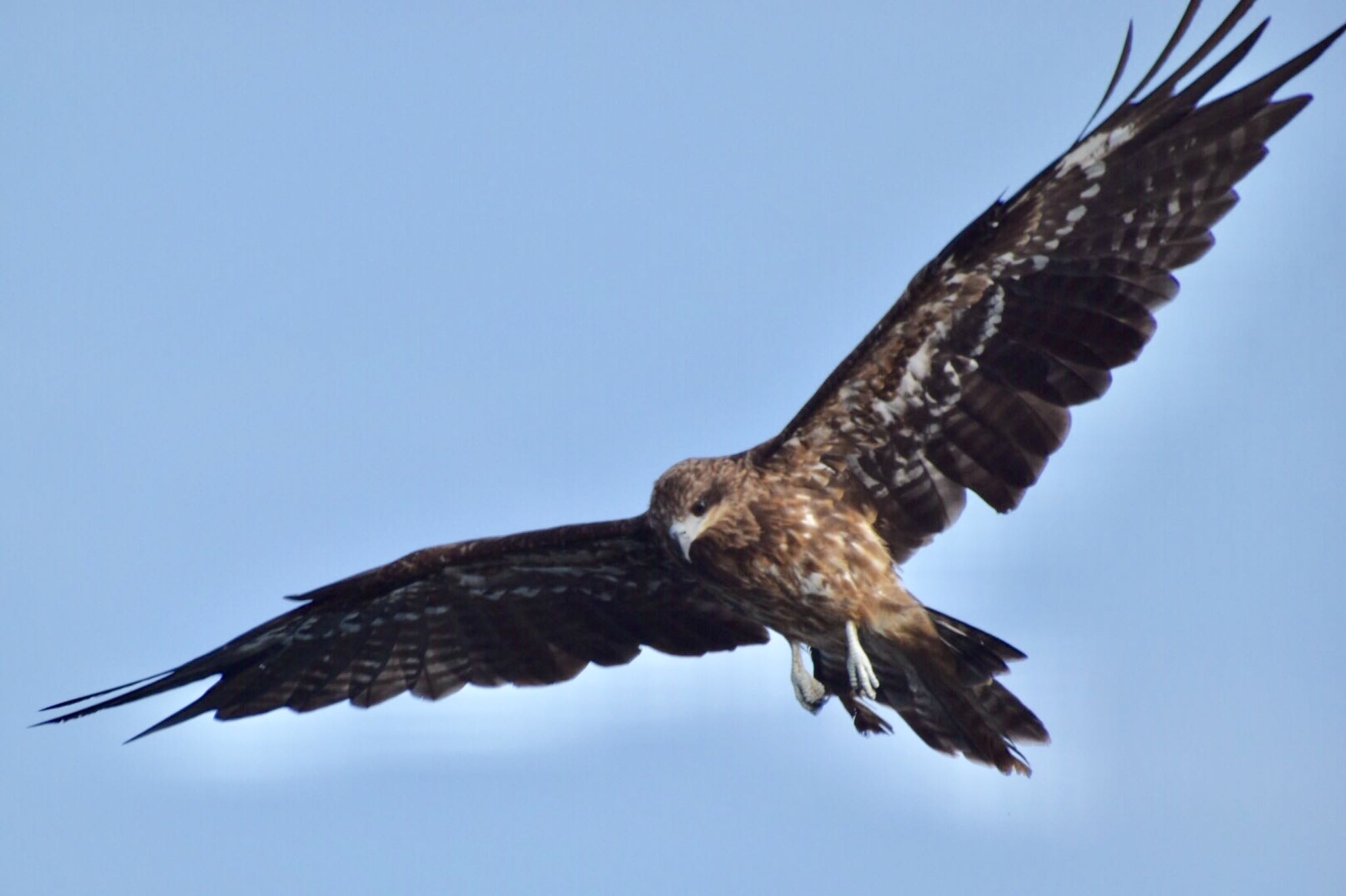 Photo of Black Kite at 両津港 by 遼太