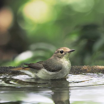 Narcissus Flycatcher 権現山(弘法山公園) Mon, 6/13/2022