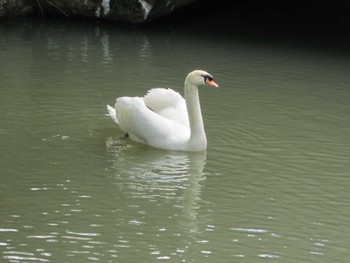 Mute Swan 倉敷市,倉敷川 Fri, 5/4/2012