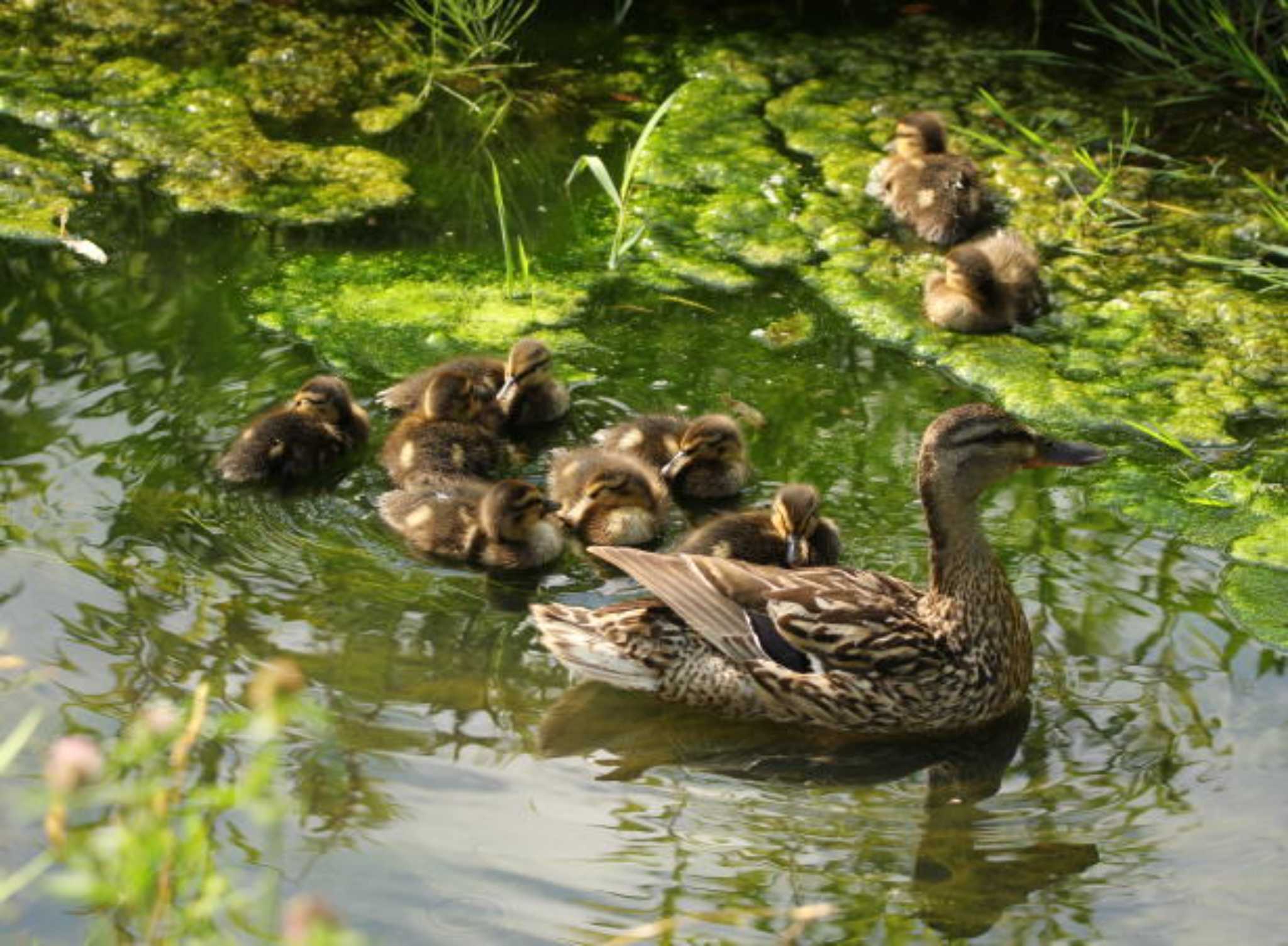 月寒公園 カルガモの写真