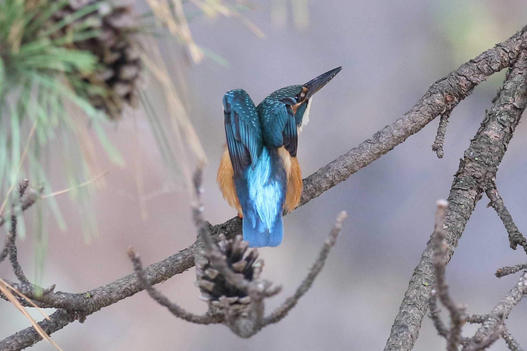 夙川のカワセミ