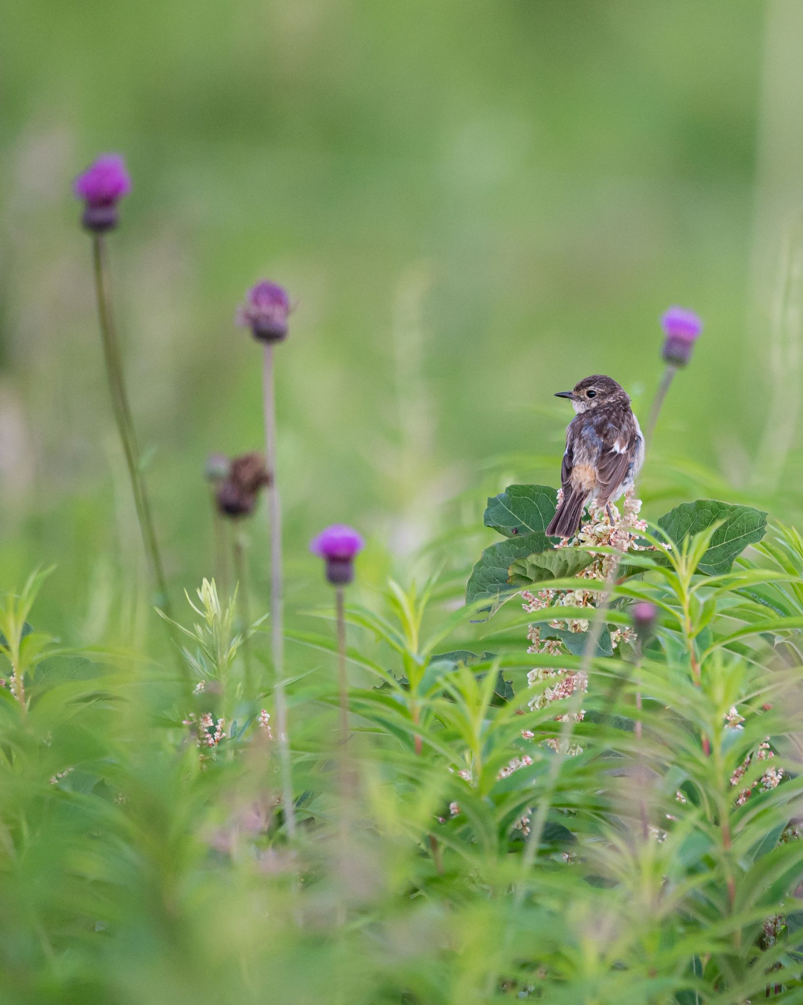 長野県 ノビタキの写真