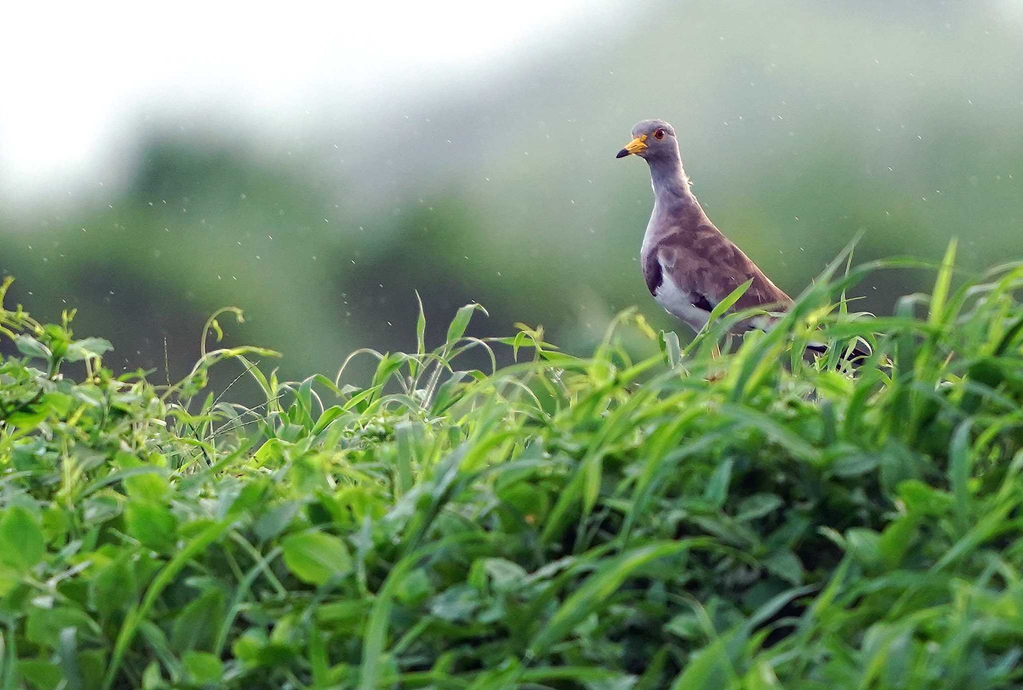 天気雨だねケリーさん