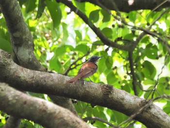 Black Paradise Flycatcher(illex) Miyako Island Fri, 7/15/2022