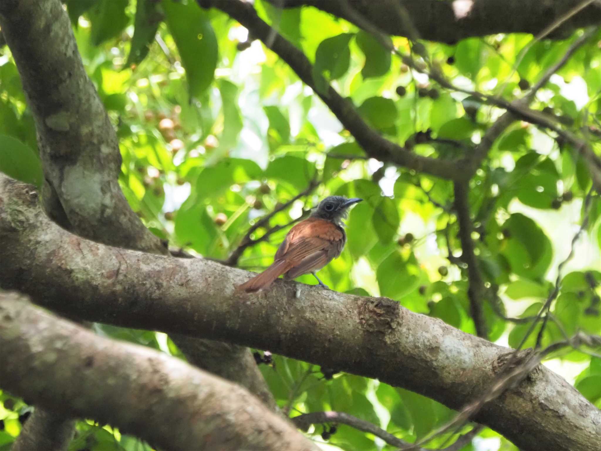 Photo of Black Paradise Flycatcher(illex) at Miyako Island by あん