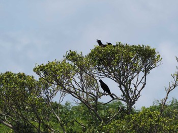 Large-billed crow(connectens) Miyako Island Thu, 7/14/2022