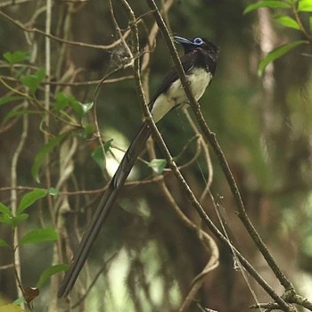 サンコウチョウ 場所が不明 撮影日未設定