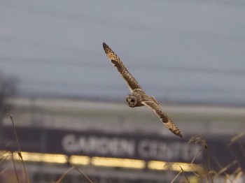 2018年1月19日(金) 川島町の野鳥観察記録