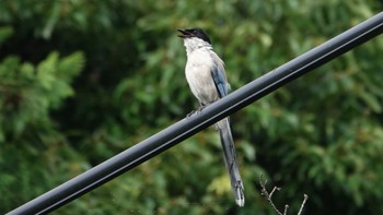 Azure-winged Magpie 金井公園 Wed, 7/27/2022