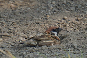 Eurasian Tree Sparrow 江津湖 Wed, 7/27/2022