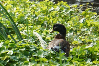 Mallard 江津湖 Wed, 7/27/2022