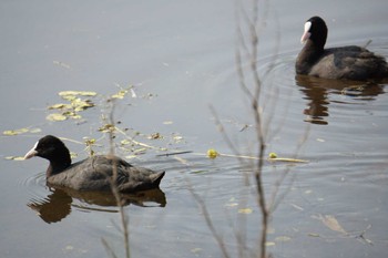 Eurasian Coot 江津湖 Wed, 7/27/2022