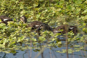 Eastern Spot-billed Duck 江津湖 Wed, 7/27/2022