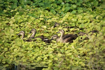 Eastern Spot-billed Duck 江津湖 Wed, 7/27/2022