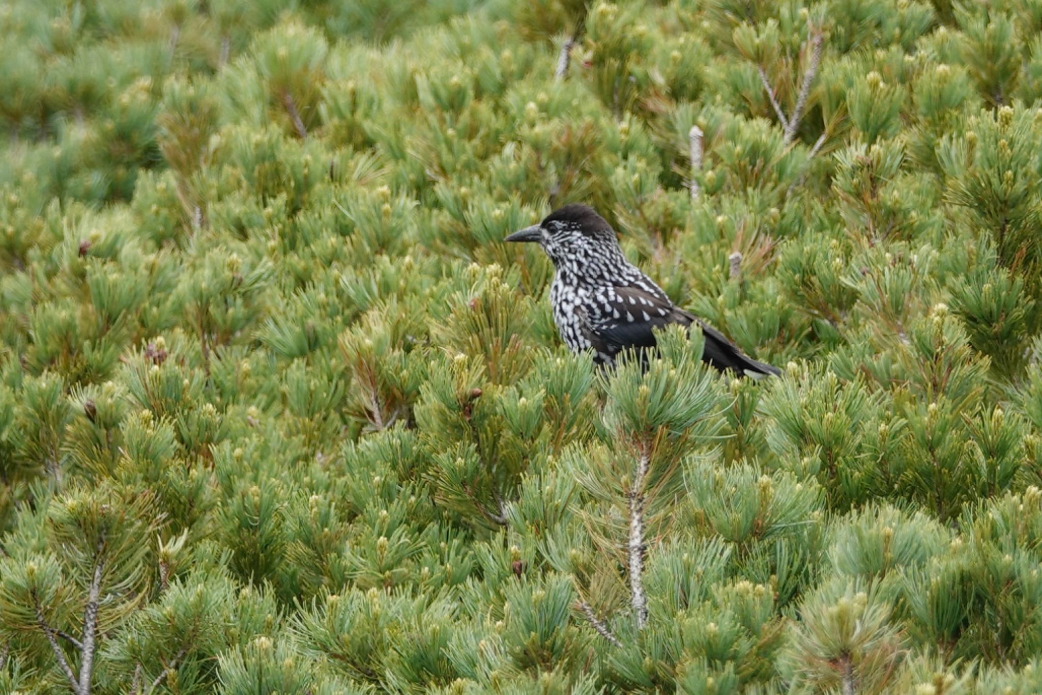 Spotted Nutcracker