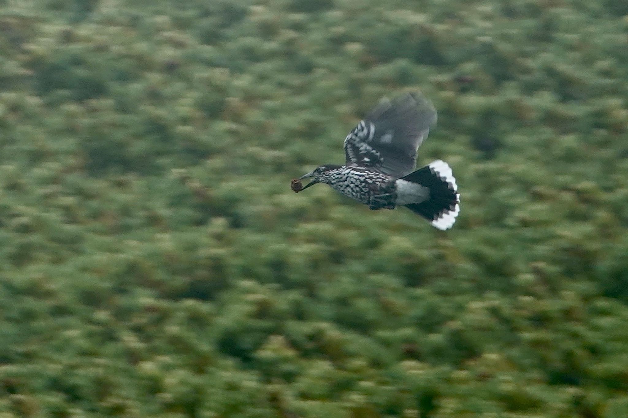 Spotted Nutcracker