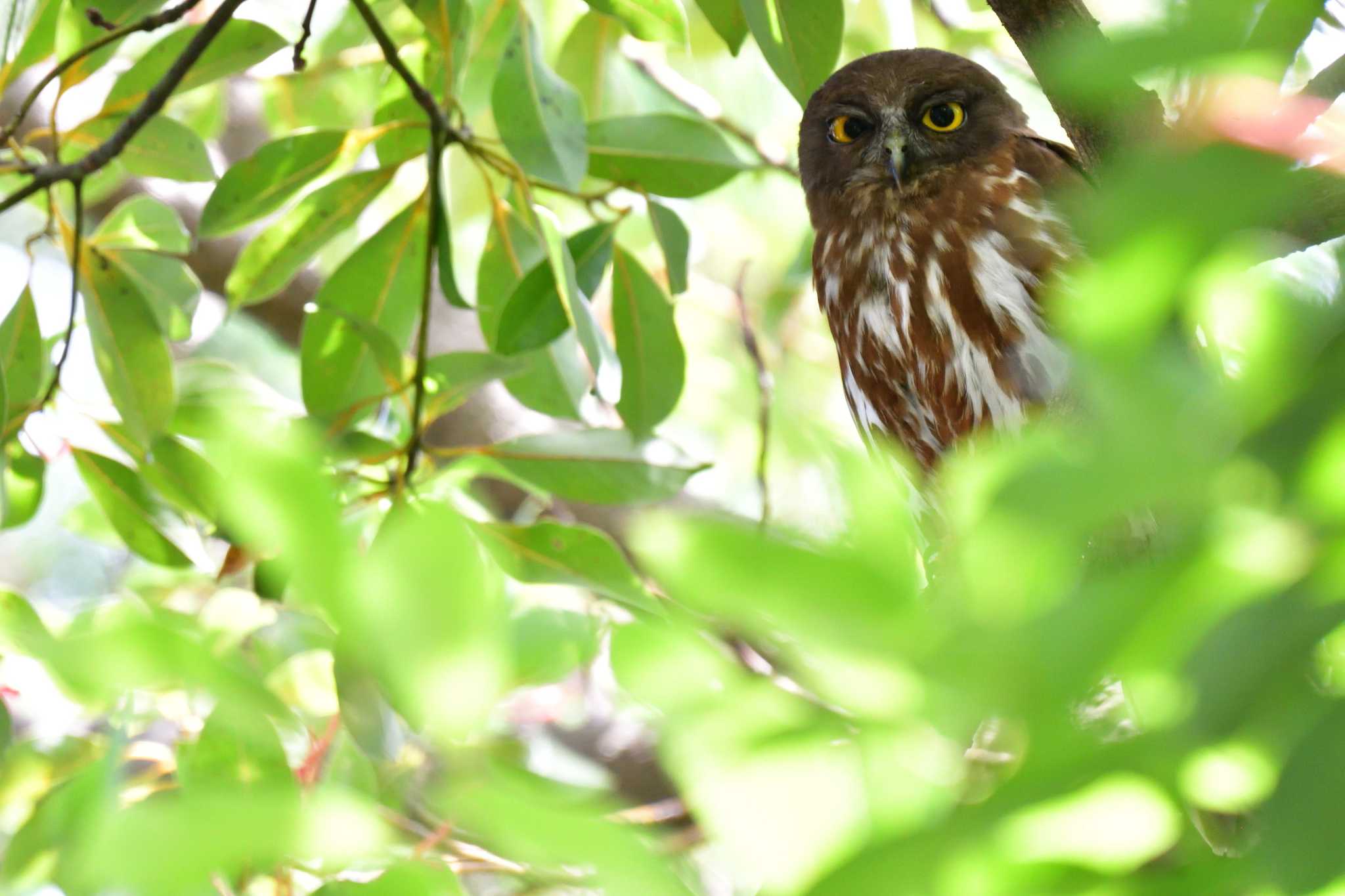 平塚市 アオバズクの写真 by やなさん