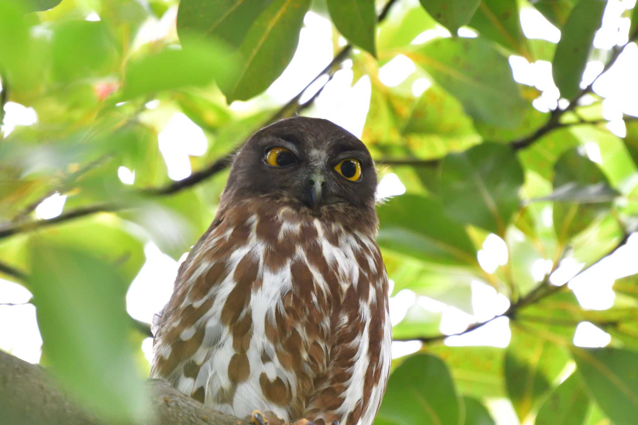 平塚市 アオバズクの写真 by やなさん