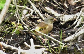 2022年5月22日(日) 御胎内清宏園の野鳥観察記録