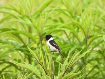 2022年6月24日(金) 落石岬の野鳥観察記録