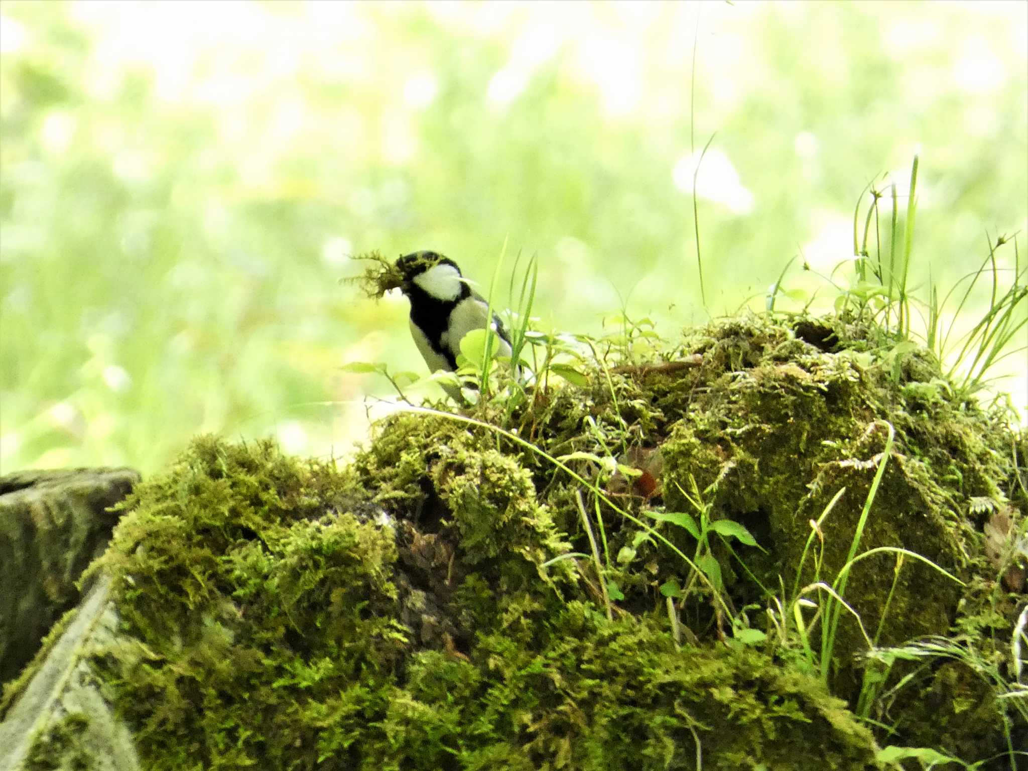 シジュウカラ