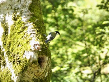 シジュウカラ 御胎内清宏園 2022年5月22日(日)