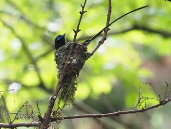 Black Paradise Flycatcher 八王子城跡 Sun, 7/24/2022