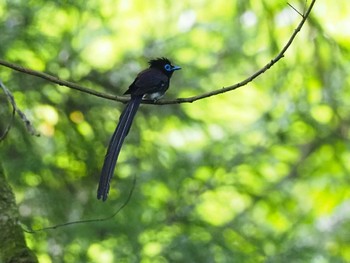 Black Paradise Flycatcher 八王子城跡 Sun, 7/24/2022