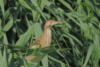 Yellow Bittern Isanuma Sat, 7/23/2022