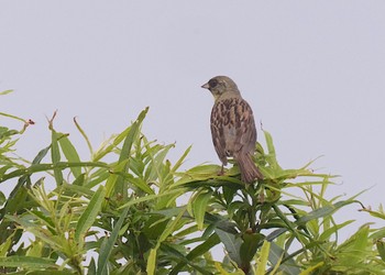 Masked Bunting 仏沼湿原 Tue, 7/26/2022