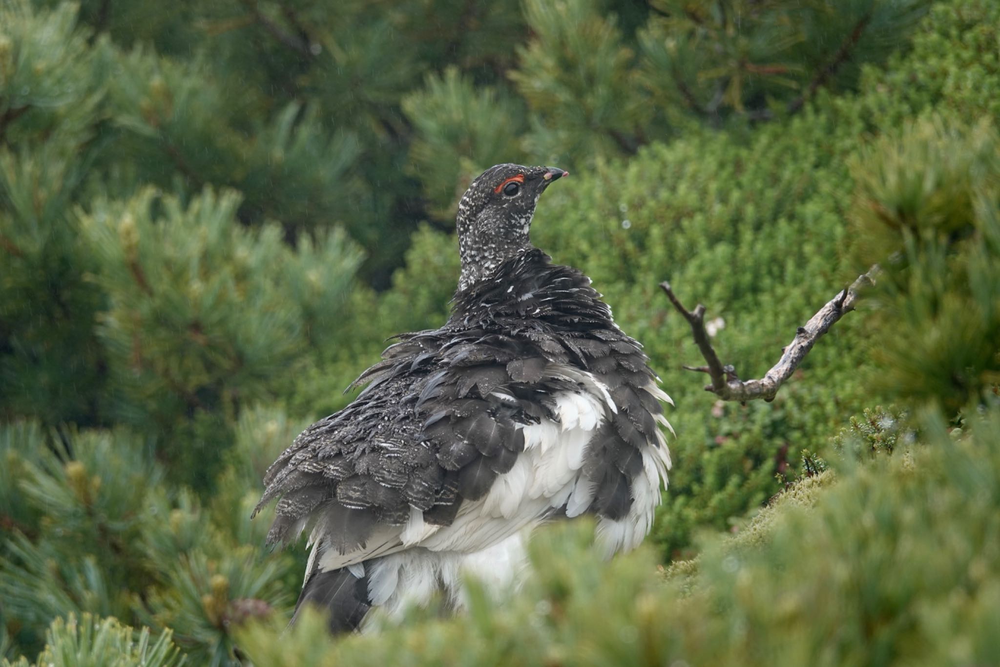 ライチョウ