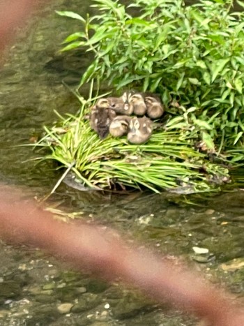 Eastern Spot-billed Duck 沼津市　東間門 Thu, 7/28/2022