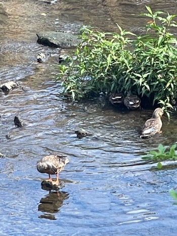 Eastern Spot-billed Duck 沼津市　東間門 Thu, 7/28/2022