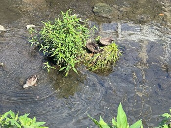 Eastern Spot-billed Duck 沼津市　東間門 Thu, 7/28/2022