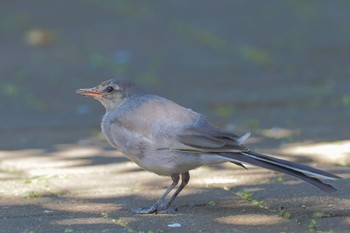 White Wagtail Tokyo Port Wild Bird Park Sun, 7/24/2022