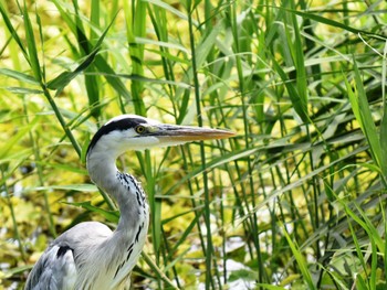 2022年7月28日(木) 江津湖の野鳥観察記録