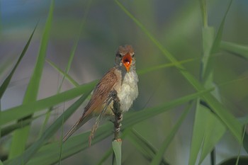 Oriental Reed Warbler Isanuma Sat, 7/23/2022