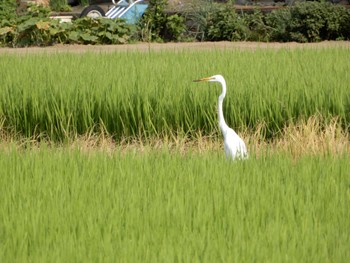 ダイサギ 伊佐沼 2022年7月28日(木)