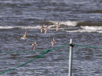 ミユビシギ ふなばし三番瀬海浜公園 2022年7月28日(木)