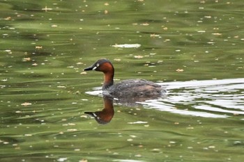 カイツブリ 西岡公園(西岡水源地) 2022年7月28日(木)