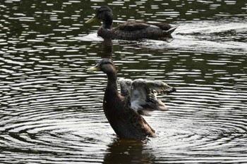 カルガモ 西岡公園(西岡水源地) 2022年7月28日(木)