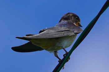 2022年7月28日(木) 恩智川治水緑地の野鳥観察記録